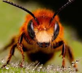 Тысячи пчёл вызвали переполох на пляже в Нью-Джерси