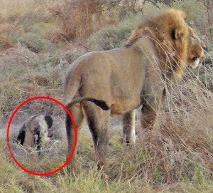 Хитрость гиеновидной собаки против львиной силы