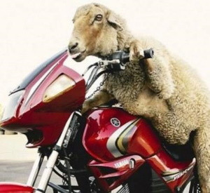 Байкер вызвал Porsche на соревнование и разбился