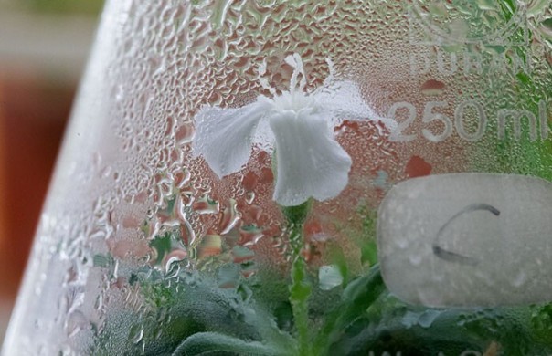 Российские ученые прорастили семена цветов, которым 32000 лет