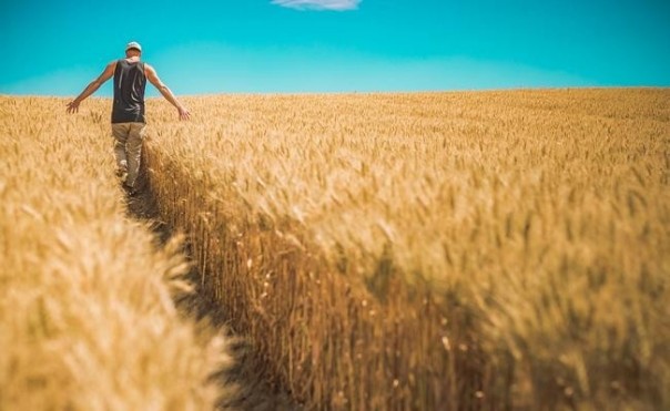 Немецкие СМИ: прогнозы по урожаю России вызывают злость у европейских фермеров