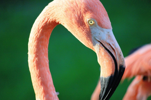 Как фламинго научился ходить с искусственной ногой