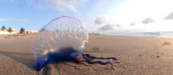 Португальский кораблик: что это за создание и чем оно удивительно?