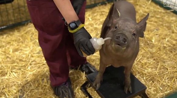 Креаклы выстроятся в очередь на чипирование: Илон Маск подбирается от свиного мозга к человеческому