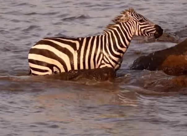 Зебра сбежала из пасти голодного крокодила