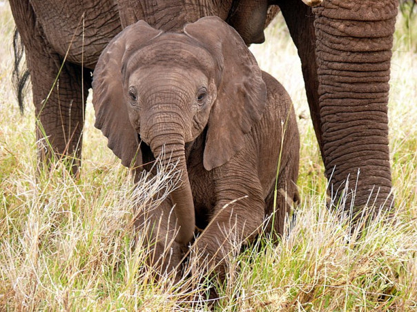 Отважный слонёнок защищает маму от фотографов