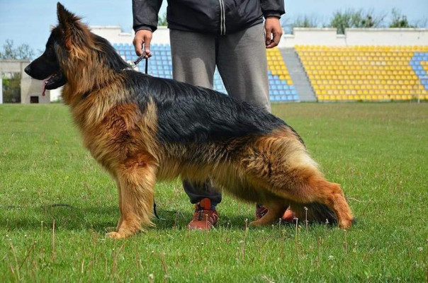 Алексей Журавко: В СБУ сходят с ума — собак берут в заложники!