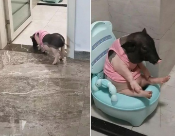 Свинья закрывает за собой дверь, когда идет на горшок