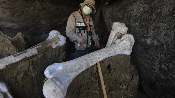 В Мексике при строительстве аэропорта нашли две сотни скелетов мамонтов