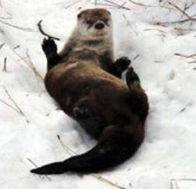 «Скользи!»: зимние забавы речной выдры