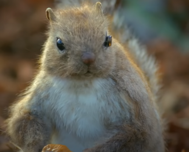 Белка-шпион наблюдает за дракой оленей из гущи событий