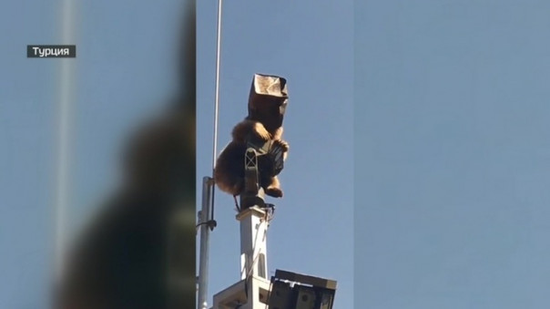 На военной базе медведь-диверсант "захватил" вышку | Косолапые лутеры "грабят" продуктовые магазины