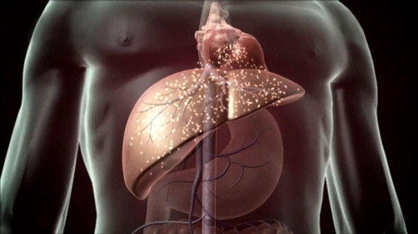 Какие гепатопротекторы лучше для печени