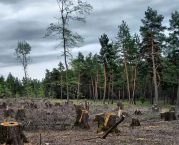 Возобновляемые пеньки высокотехнологичной Эстонии