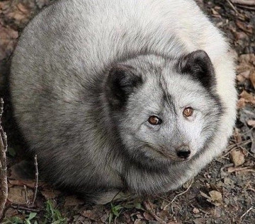 Пушной зверёк на горизонте