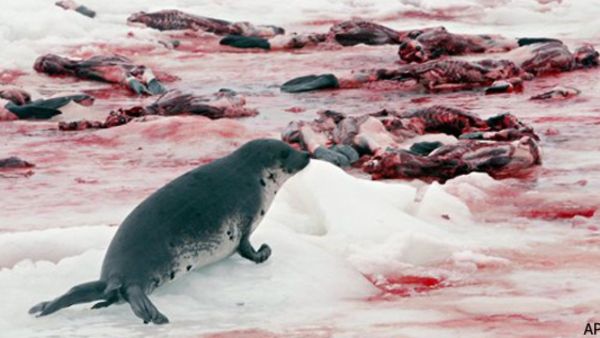 Тюленья война