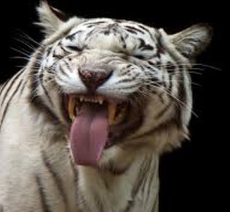 Тигрица случайно попала на видео туристов. Это помогло ученым!