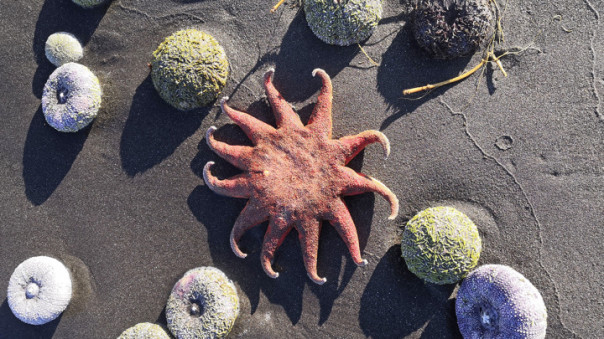 Массовая гибель животных: Камчатка и Курилы близки к экологической катастрофе