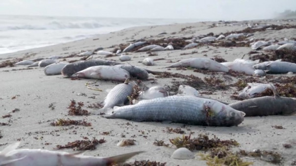 Водоросли-убийцы: бентос Авачинской бухты погубили не люди