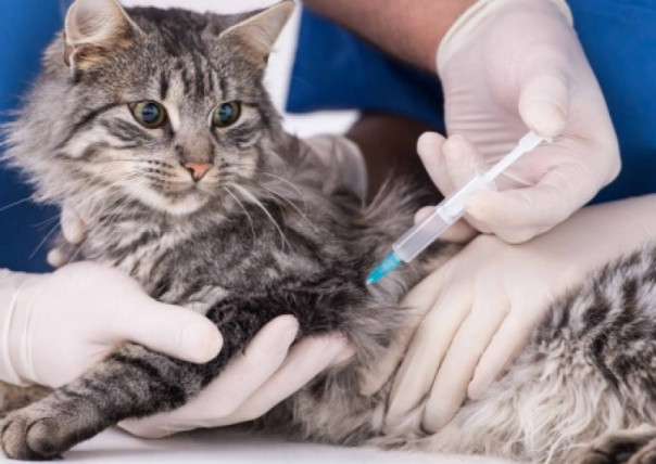 США продают Украине вакцину для лечения кошек под видом панацеи от ковид-19