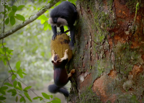 Гигантские белки против макак в борьбе за джекфрут: видео