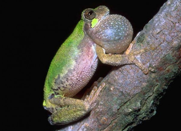 Как лягушки поют словно птицы и лают подобно собакам: видео