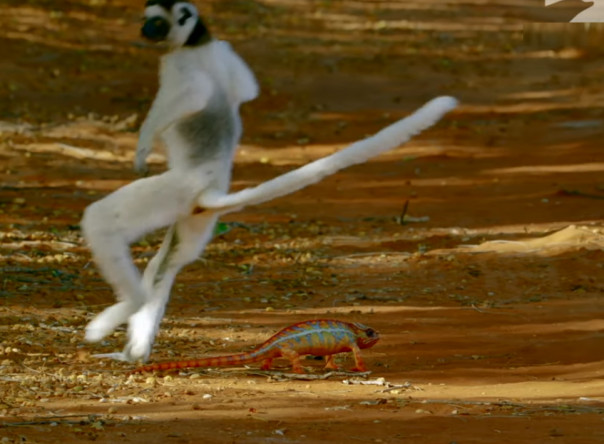 Роботы-хамелеоны следят за собратьями и прыгучими лемурами