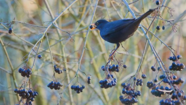 Учёные обнаружили способный подавлять коронавирус растительный продукт
