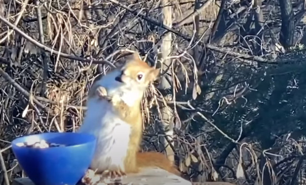 Белка опьянела, обожравшись скисших груш