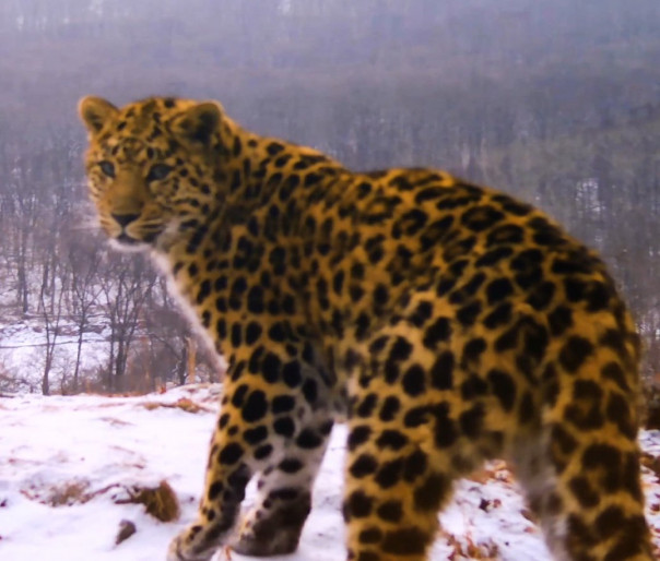 Снежные ванны и «любовные письма» редчайших леопардов попали на видео