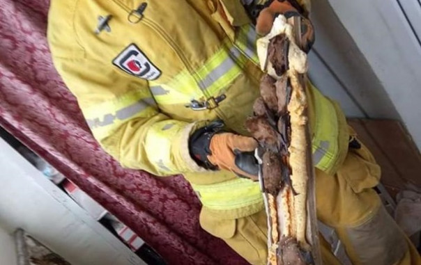 На балконе квартиры в Днепропетровске поселились 500 летучих мышей и пугали жильцов