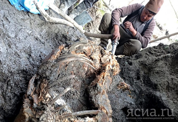 В Якутии нашли тушу шерстистого носорога уникальной сохранности