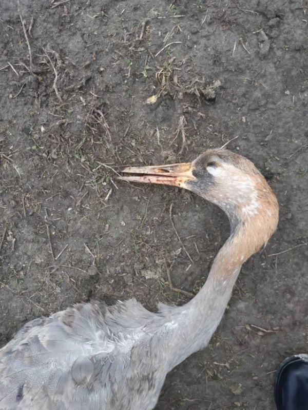 На Украине отравили сотни «краснокнижных» журавлей