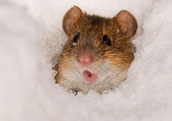 Зоологам удалось превратить обычную мышь в свирепого хищника