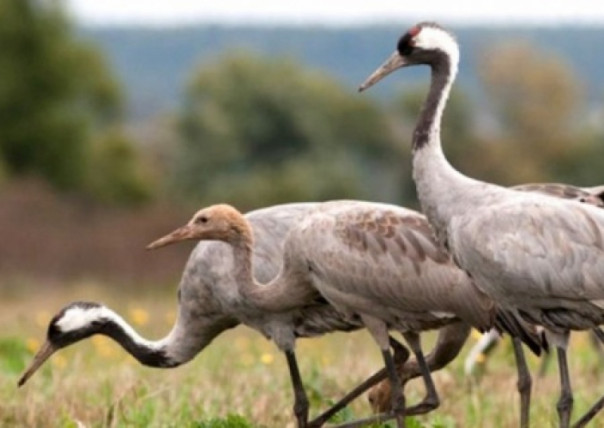 На Украине отравили сотни «краснокнижных» журавлей