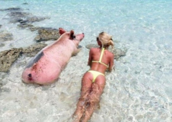 От жизни собачьей, не стали бы на Украине свиноводы кусачими. Владимир Скачко