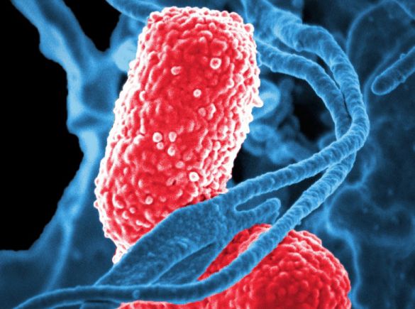 В Британии выявлено еще два штамма коронавируса