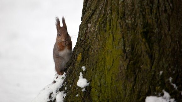 "Белка-сепаратистка" надругалась над флагом Украины
