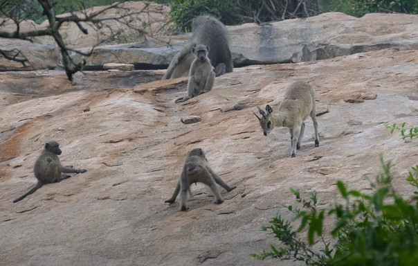 Павианы играют в догонялки с антилопами | Бегемотов кантуют вверх тормашками