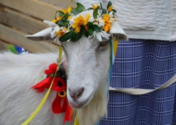 Собачьи парикмахеры из элиты и политическая география. Владимир Скачко