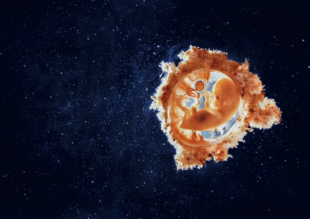 Как вирусы формируют наш мир