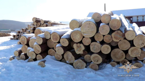 Вырубка на миллионы: в Забайкалье задержали черных лесорубов