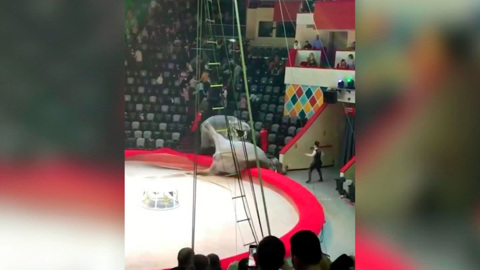 В казанском цирке слоны подрались во время представления