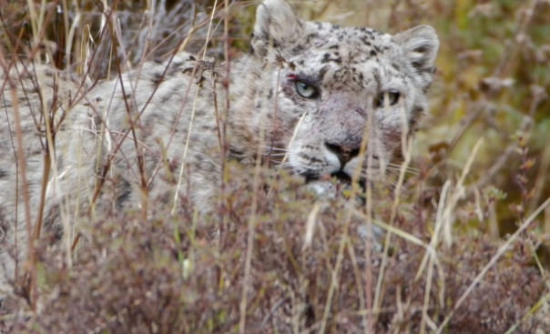 Як пошел против барса, защищая детеныша