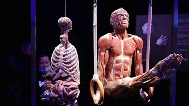Бастрыкин поручил проверить организаторов выставки Body Worlds