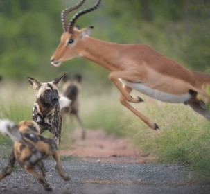 Тактика гиеновидных собак при охоте на импалу