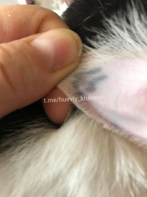 Поколение-Зе выбивает свастики на кошках