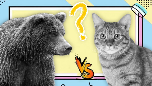 Битва титанов: домашний кот прогнал огромного медведя