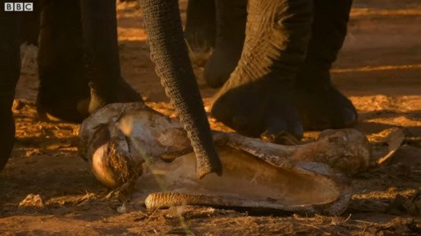 Слоны привели осиротевшего слоненка попрощаться с матерью