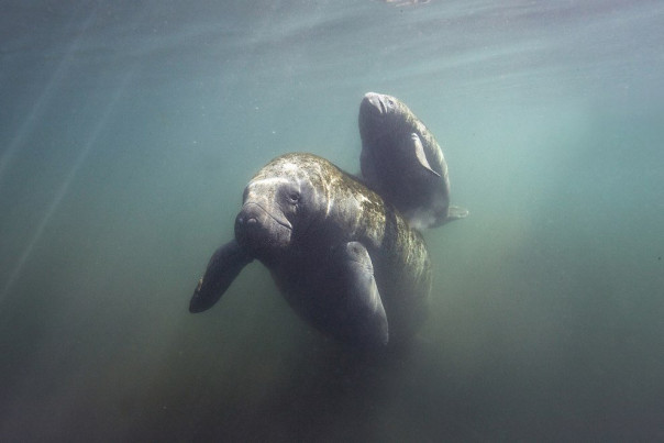 Ламантины вымирают из-за голода – и пока мы ничего не можем сделать